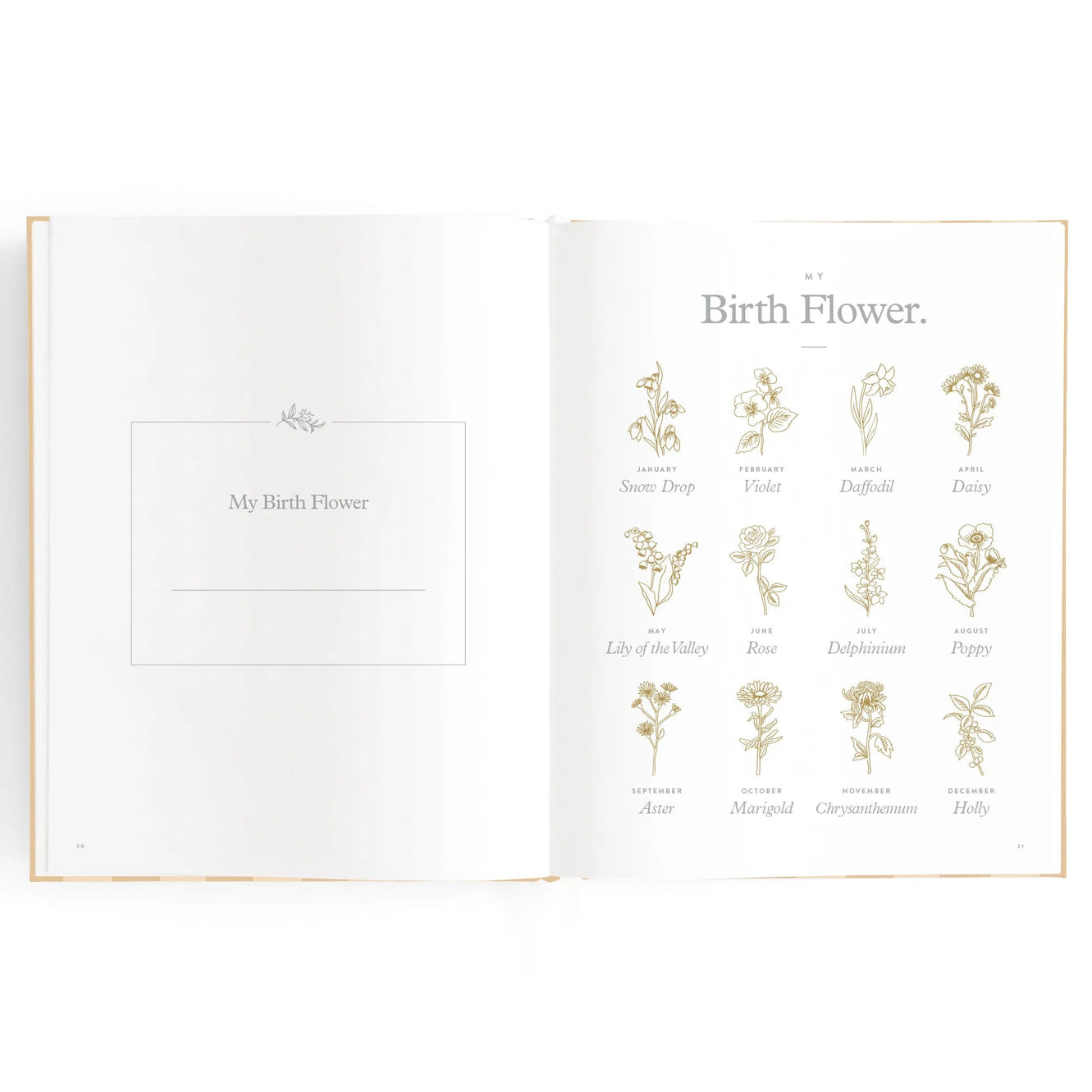 Baby Book - Coffee Stripe