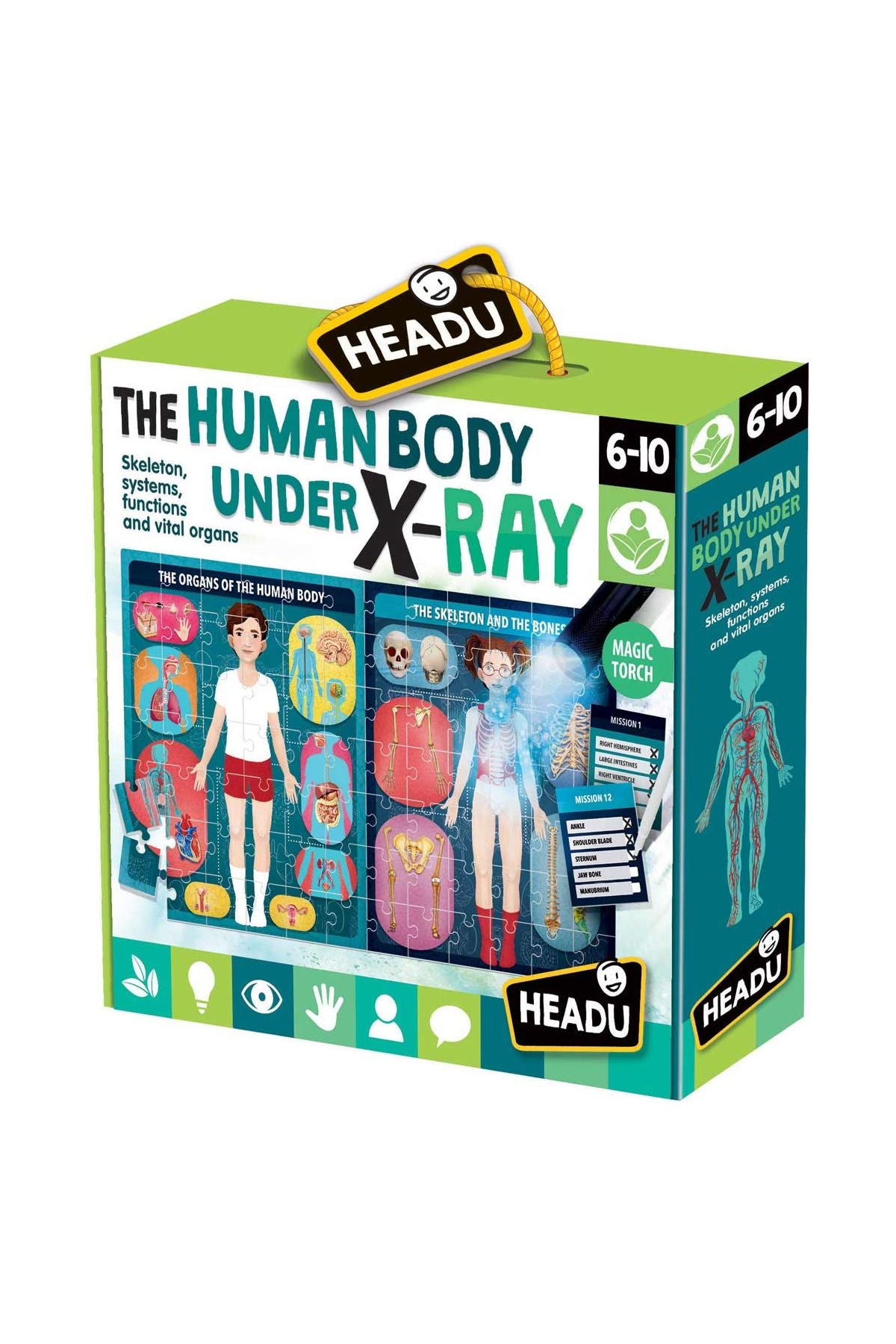 The Human Body Under X-Ray - Headu
